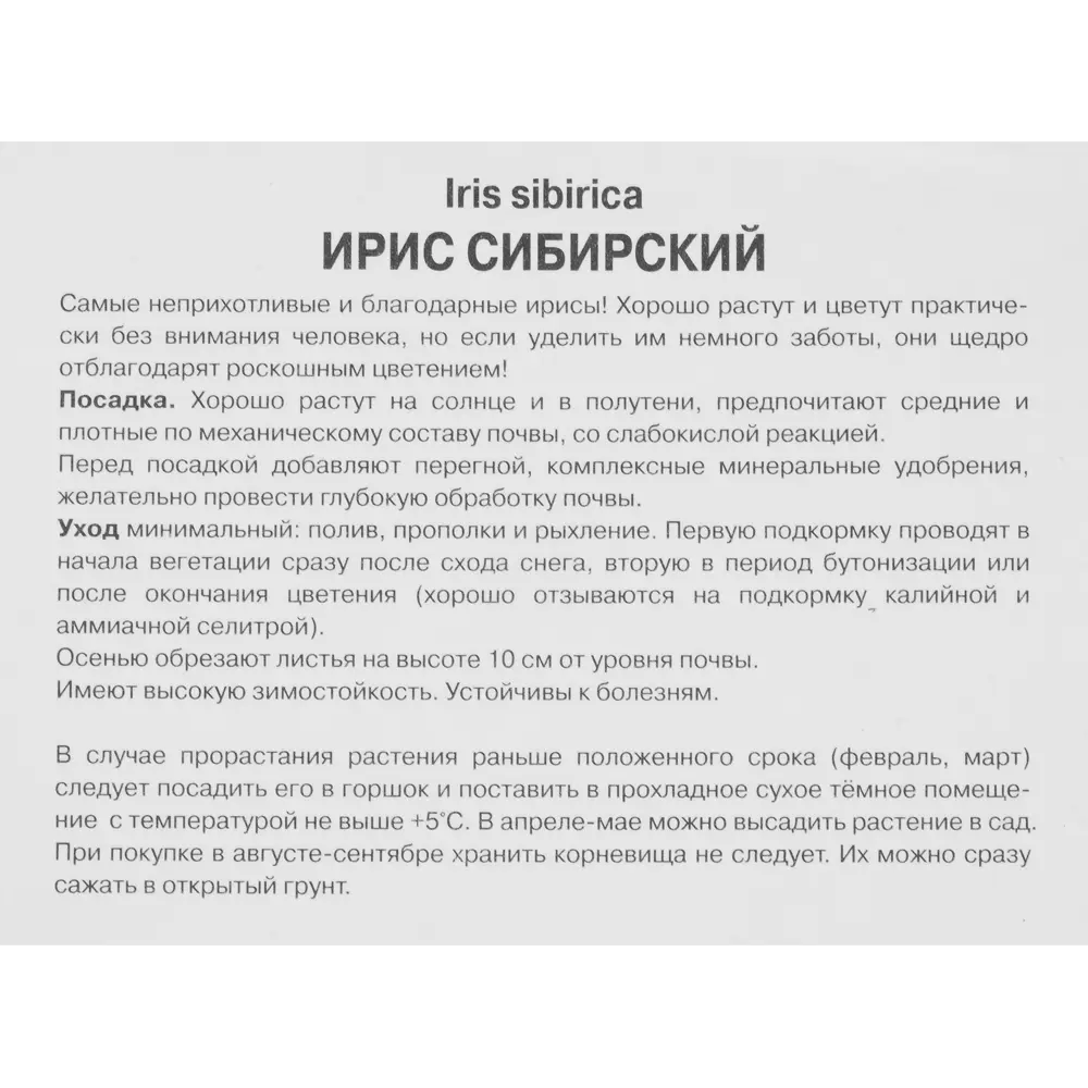 Ирис сибирский Империал Опал 1 шт. 83588519 STLM-2189662 Santreyd  - Вид №2