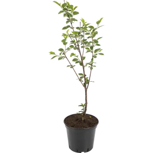 Вишня «Молодежная» 25x130 см 82585394 STLM-2112614
