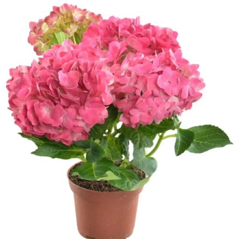 Гортензия микс ø11 h16 см 83738776 STLM-2182411 Santreyd 