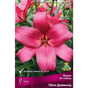 Лилия ЛА-гибрид «Пёпл Даймонд» размер луковицы 14/16 82662613 STLM-2062779