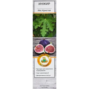 Инжир Айс Кристал h40 см 86543985 STLM-2023235