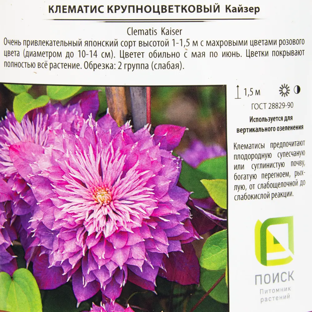 Клематис крупноцветковый «Кайзер» 2 л h20 см 82219458 STLM-2024655 Santreyd  - Вид №1