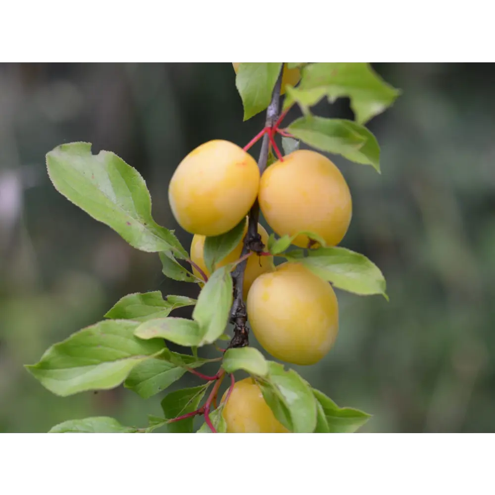 Алыча Подарок Санкт-Петербургу пакет PLANTMARKET STLM-2023370