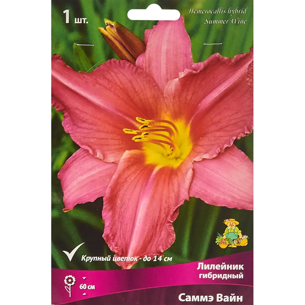 Лилейник гибридный Саммэ Вайн 86410474 STLM-2013140 ПОИСК 