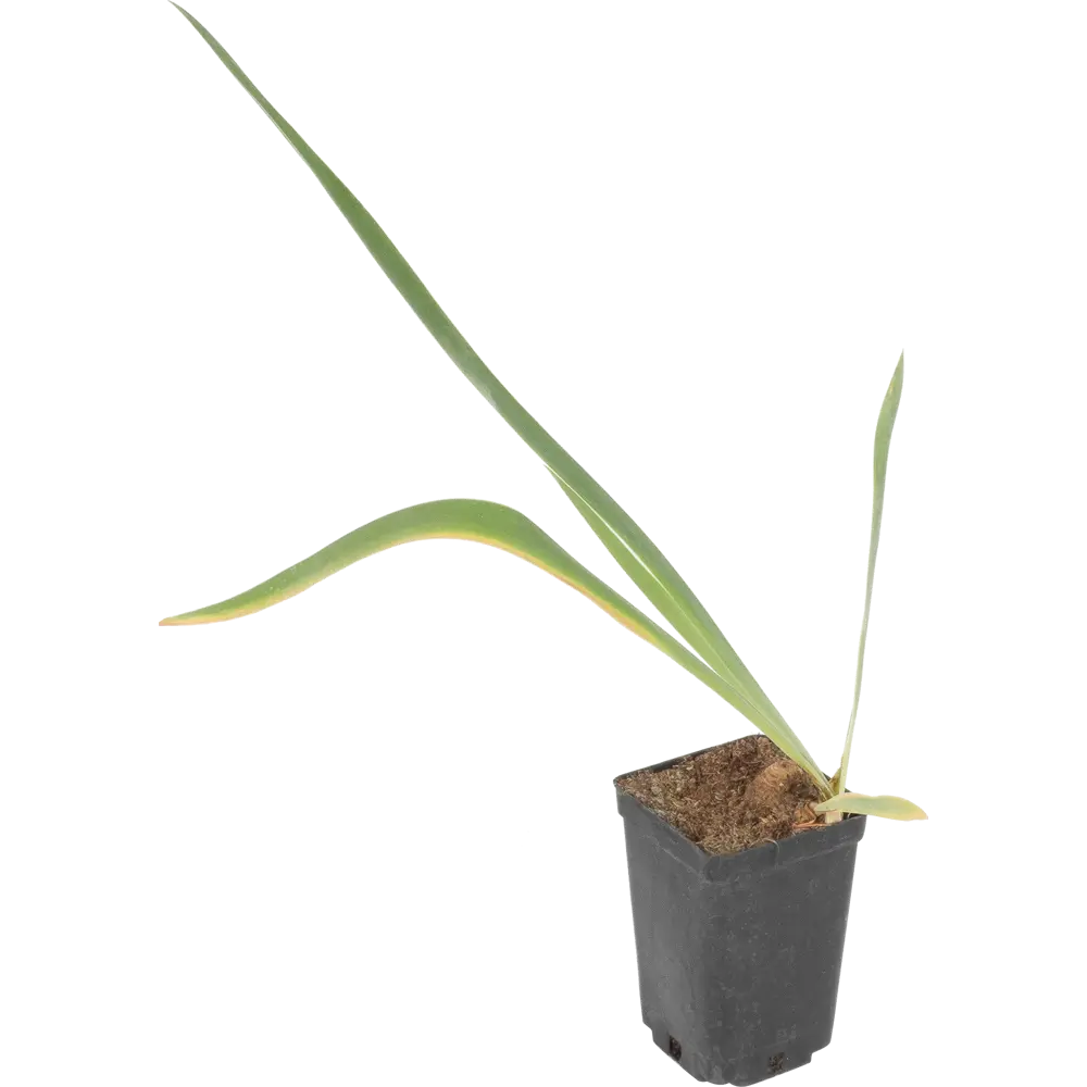 Ирис германский Блу от Santreyd — фиолетовое цветущее чудо в горшке 81954811 STLM-0950893