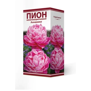 Пион молочноцветковый «Аннамике», высота 50 см, 1 шт. 82000238 STLM-2062972