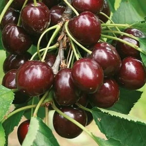 Вишня Шоколадница микс ø25 h100 см 85325509 STLM-2080794