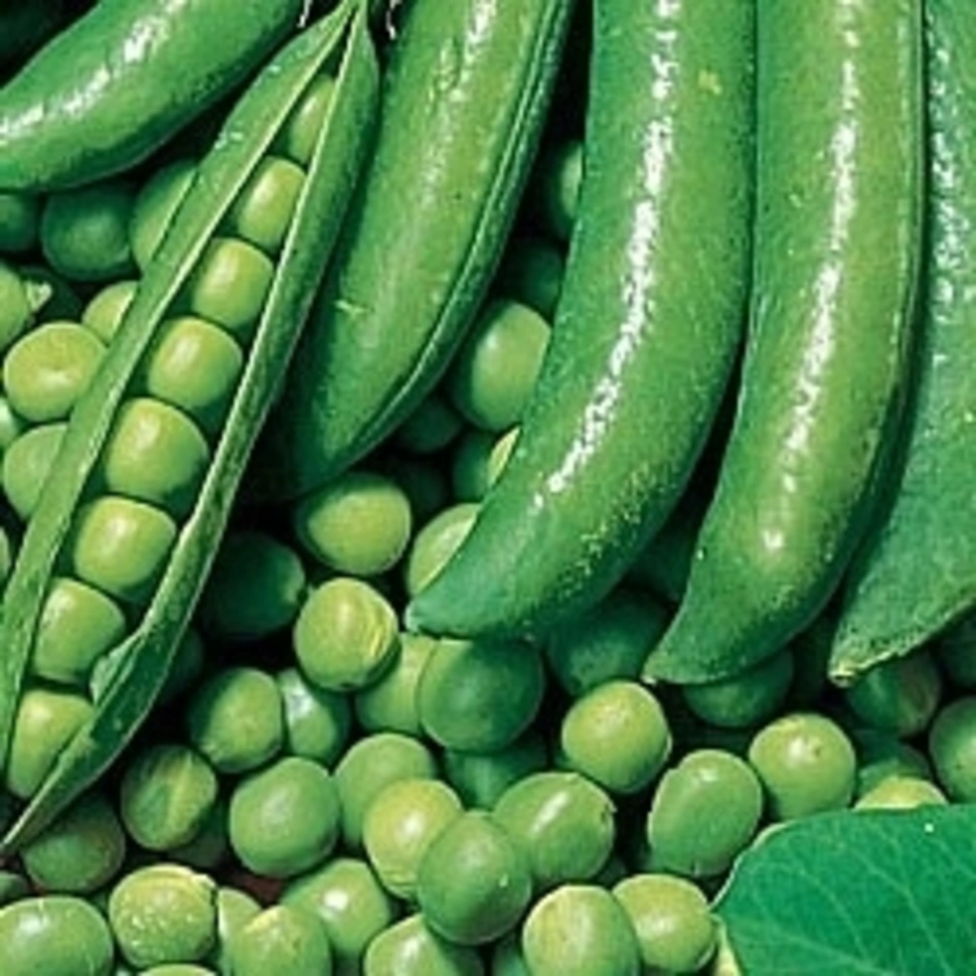 17250997 Семена Горох «Динга» Santreyd 