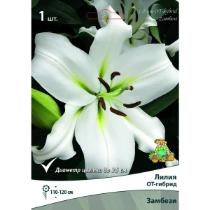 Лилия ОТ-гибрид Замбези луковица 14/16 83597430 STLM-2168514