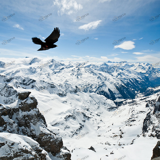 A1-048 Фотообои DIVINO Collection A 2.38х3 м A1048