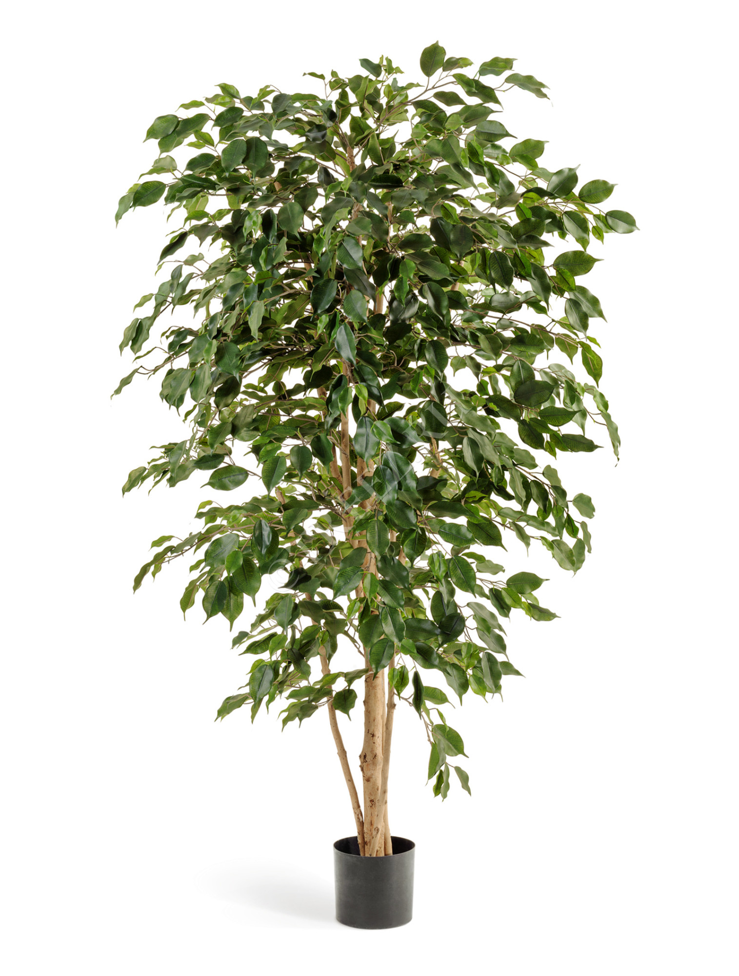 10.30206N Фикус Бенджамина Нитида Цветочная коллекция 