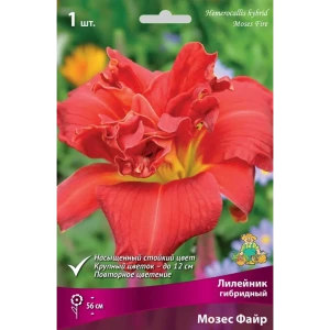 Лилейник гибридный Мозес Файр луковица I 83597580 STLM-2151395