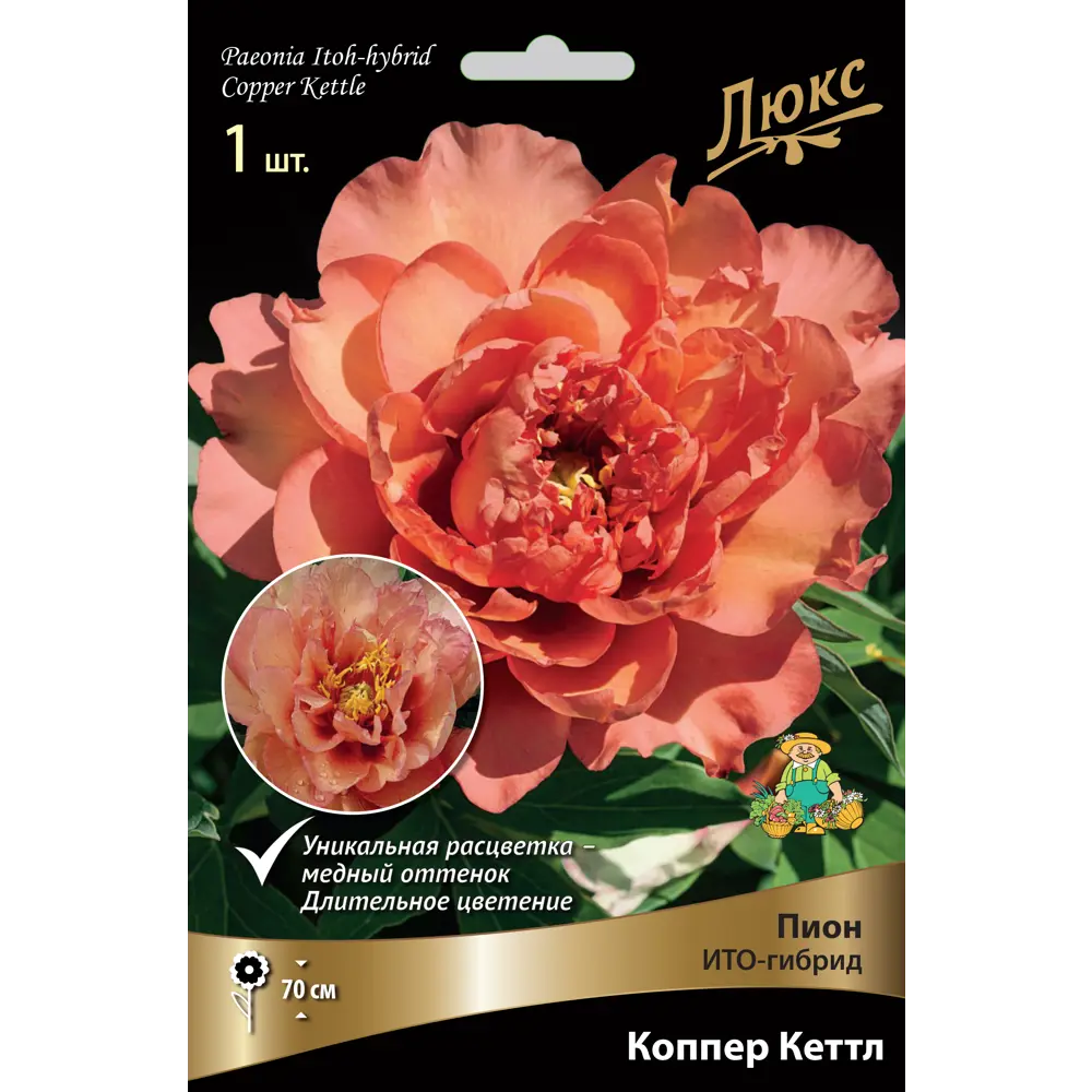 Пион ито-гибрид «Коппер Кеттл» разбор 2-3 82661869 STLM-2167446 Santreyd 