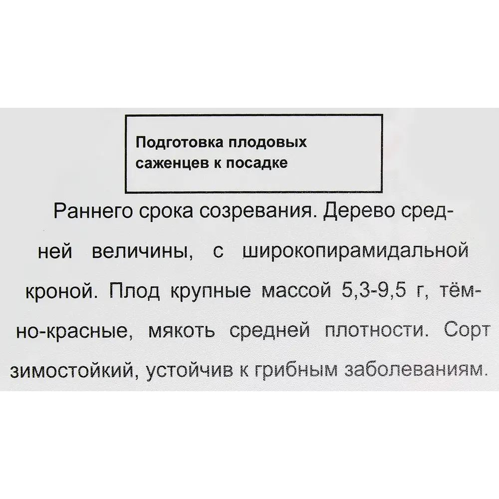 Черешня Ипуть с комом 2-х летка 18345867 STLM-2050516 Santreyd  - Вид №3