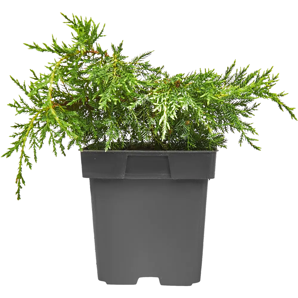 Можжевельник средний Мордигант Голд ø15 h30 см 84834056 STLM-2131878 PLANTMARKET  - Вид №1