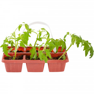 12713972 Томат, P6 Н20