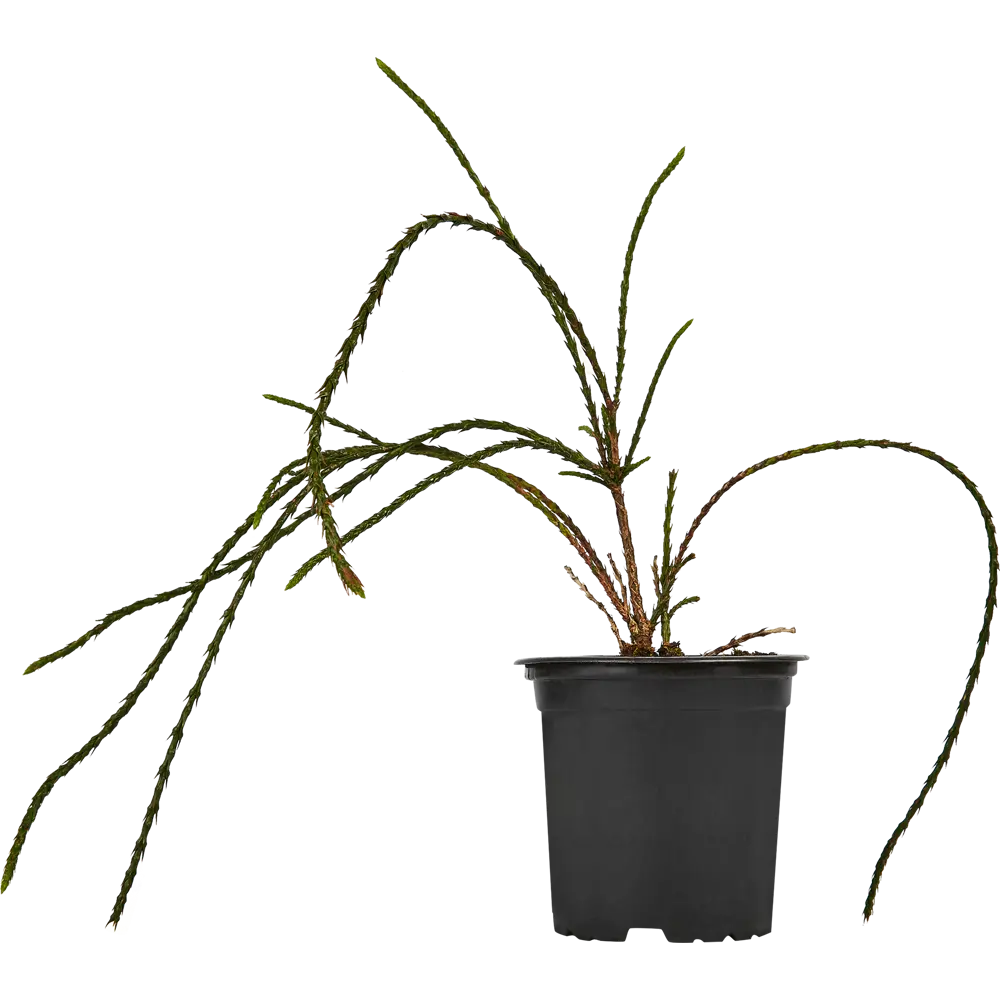 Santreyd Туя западная Випкорд - карликовый хвойный шар 87718585 STLM-0961241 - Вид №1