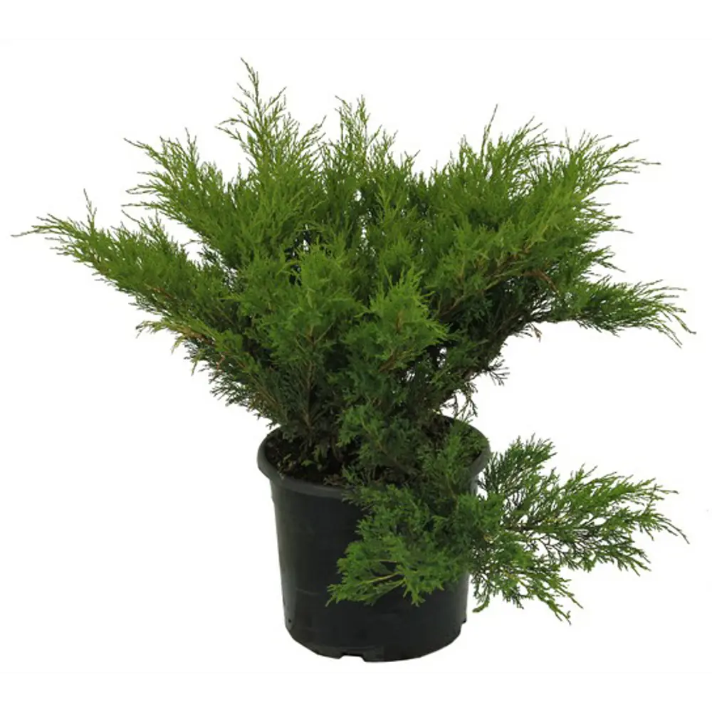 Можжевельник казацкий Мас ø15 h35 см PLANTMARKET STLM-2208607