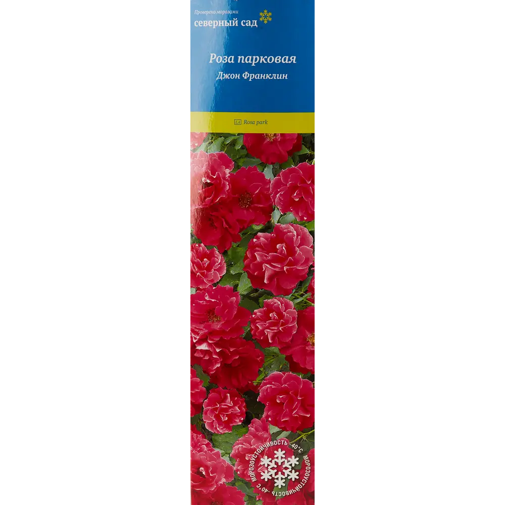 Роза канадская парковая «Джон Франклин» 82150689 STLM-2211396 Santreyd 