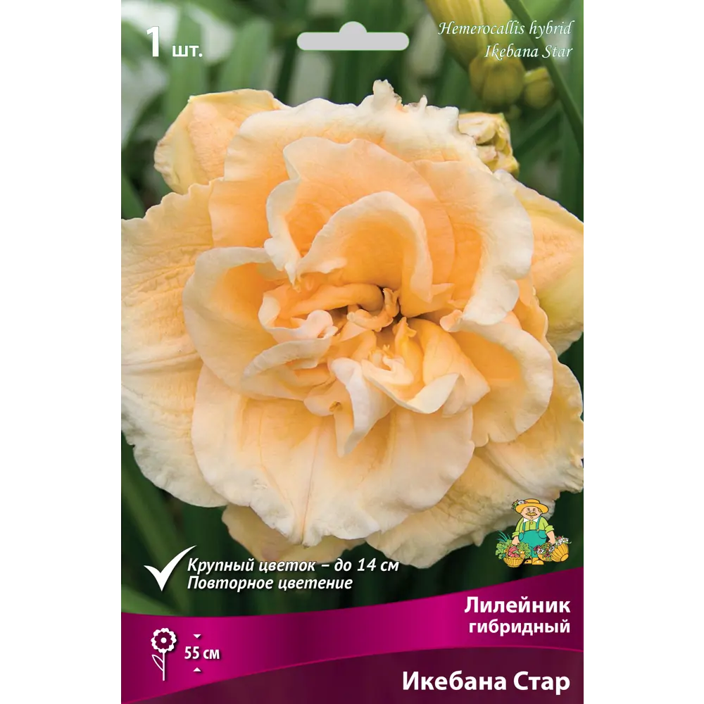 Лилейник гибридный Икебана Стар 82530543 STLM-2201049 Santreyd 