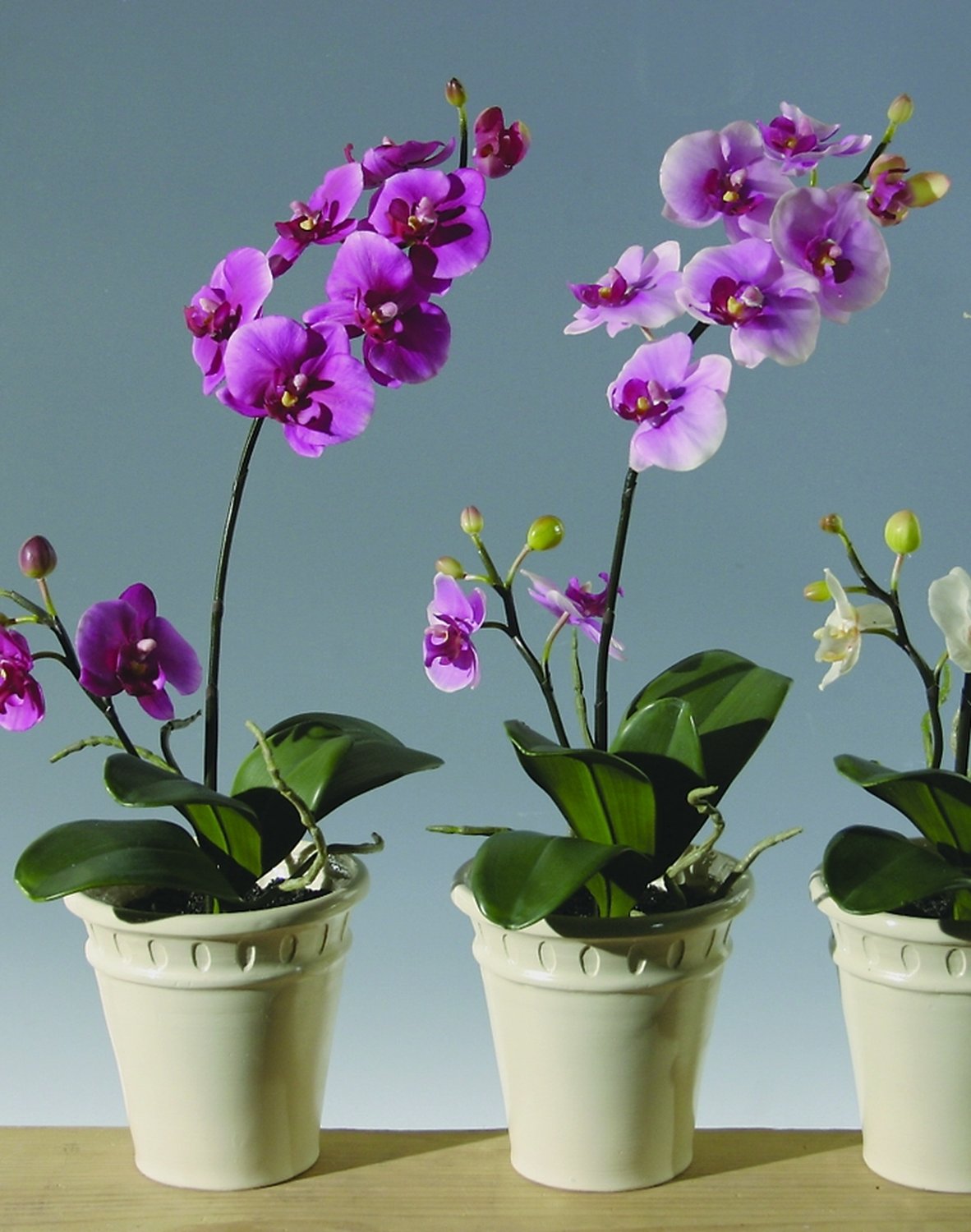 2527 420 a2 Искусственная орхидея Phalaenopsis, горшечная, 60 см, real touch, вишня H-andreas  - Вид №3