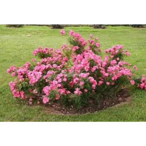 Роза почвопокровная микс ø10 h17 см