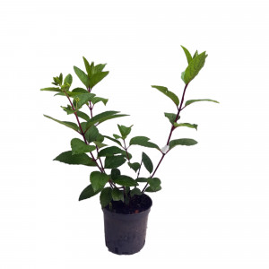 85922137 Гортензия метельчатая Summer Love ø15 h35 см