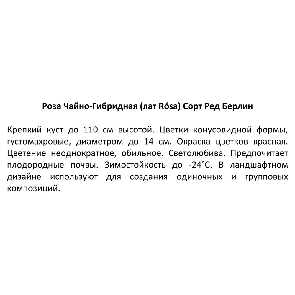 Роза чайно-гибридная Ред Берлин ø15 h30 см 85589144 STLM-2176718 Santreyd  - Вид №3