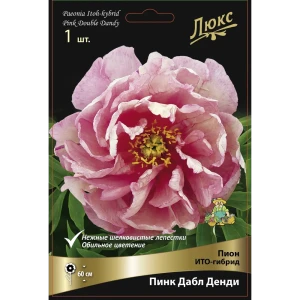 Пион ИТО-гибрид Пинк Дабл Денди