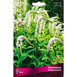 Вербейник Ландышевый