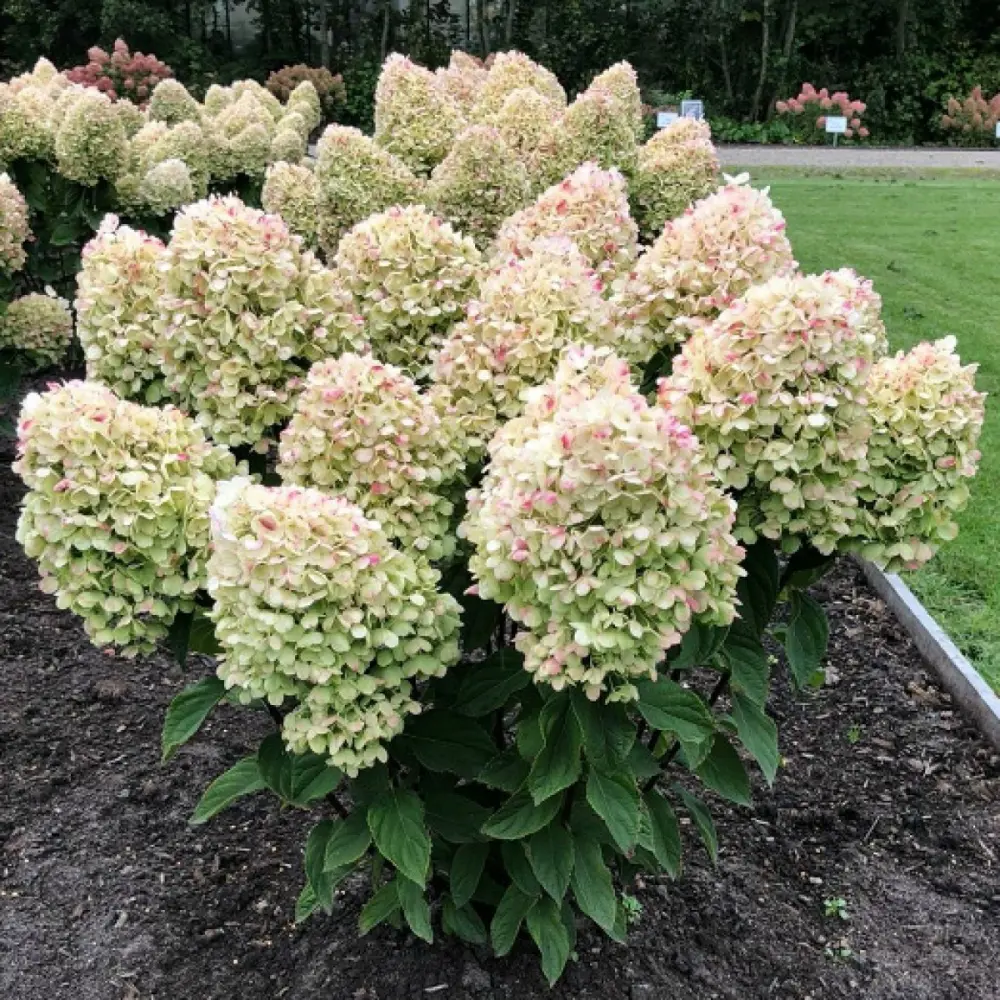 Гортензия метельчатая Коттон Крем ø19 h40 - 60 см PLANTMARKET STLM-2169577