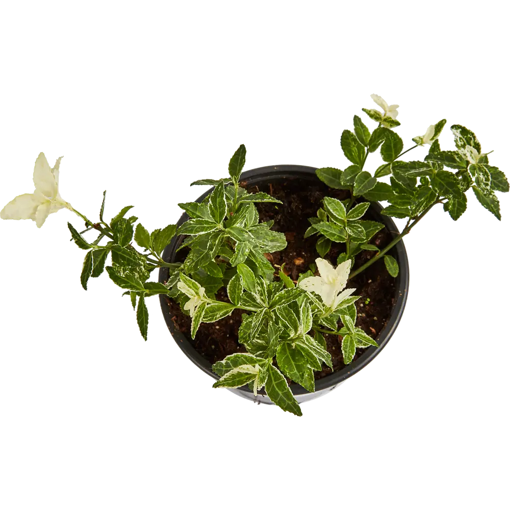 Бересклет Форчуна в сортах 15x20 см 82585362 STLM-2043274 Santreyd  - Вид №2