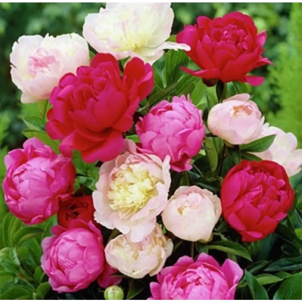 Пион травянистый микс Santreyd - многолетний садовый цветок 89370740 STLM-0950305