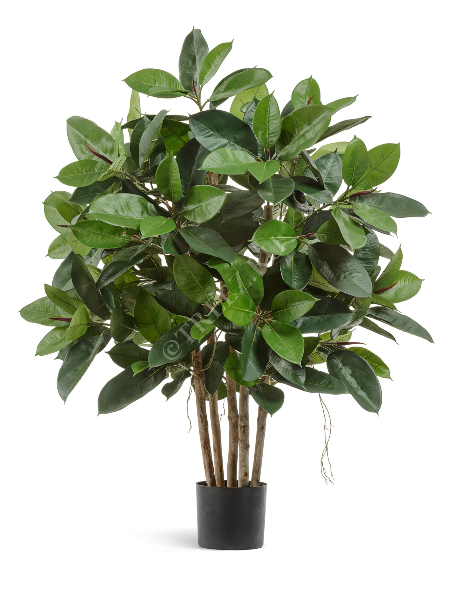 10.33804N Фикус Эластика куст зелёный большой Цветочная коллекция 