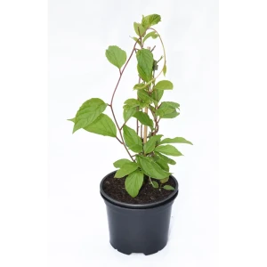 Santreyd Актинидия аргута «Вейки» - декоративная лиана с плодами 81969617