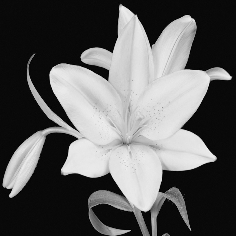 0448/CX38 Картина 0448 Adriani e Rossi 