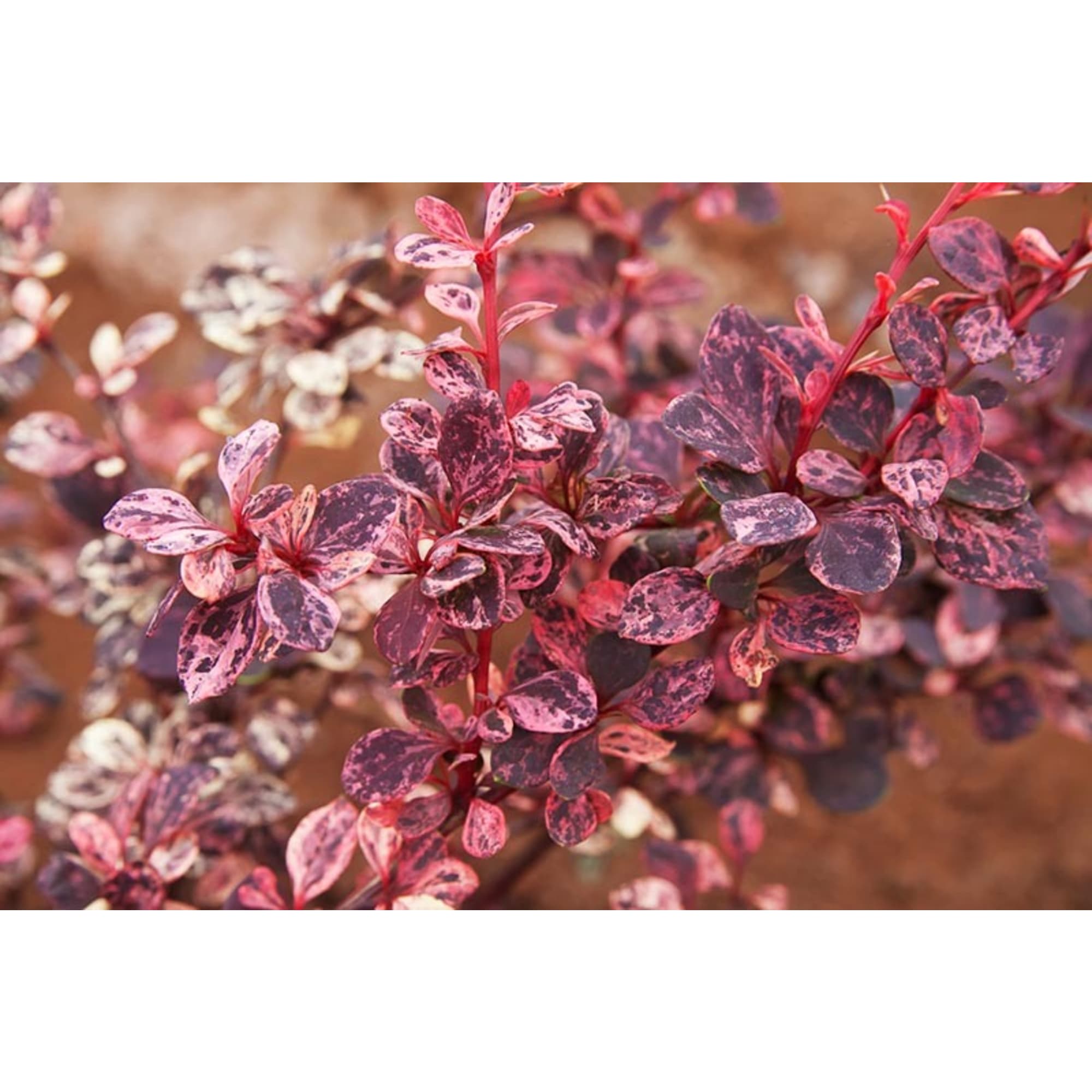 82595233 Барбарис Тунберга «Харлекин» 15x40 см Santreyd 