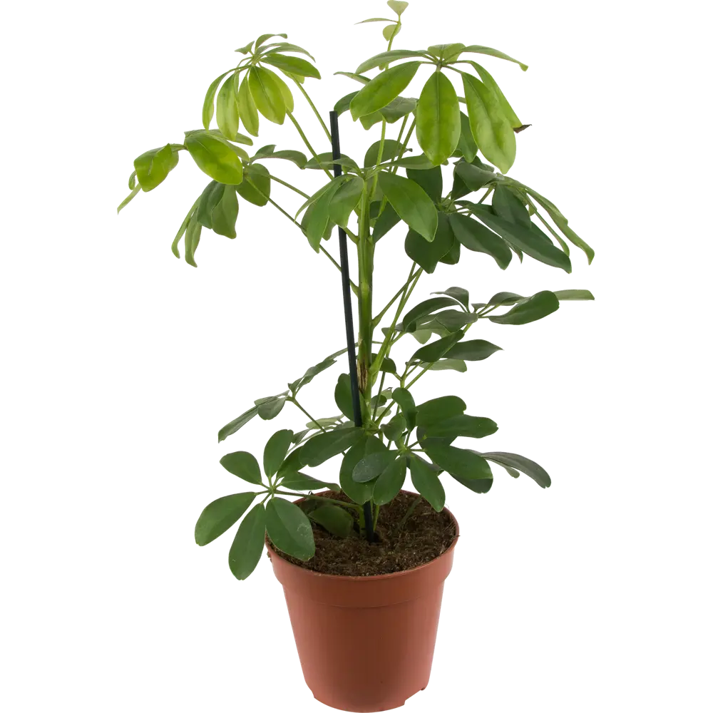 Santreyd Шеффлера Нора - вечнозеленая лиана для интерьера 82399606 STLM-0026481