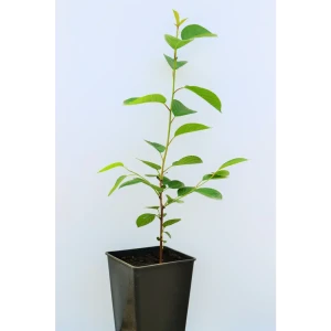 Вишня «Уральская рубиновая» 1 год 12.5x30-50 см 82610416 STLM-2157098