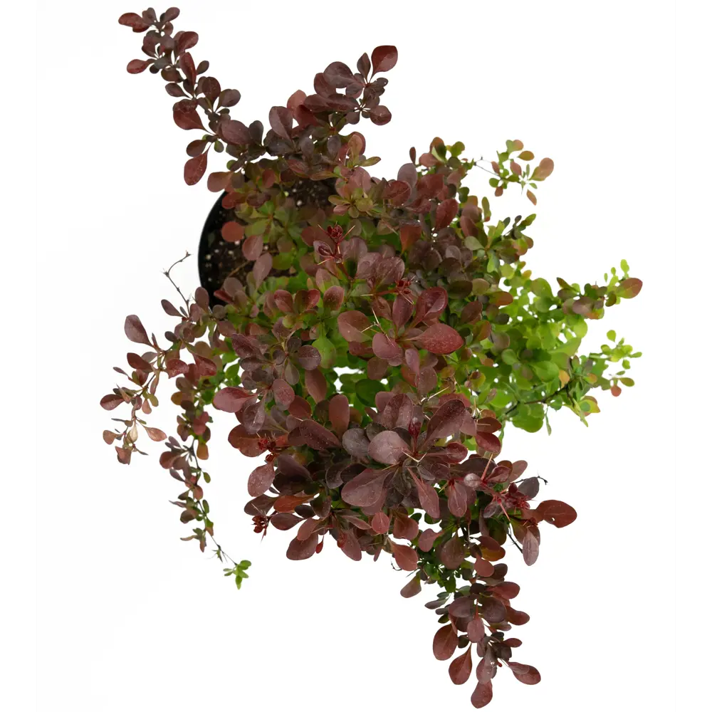 Барбарис Тунберга Atropurpurea 35-55 см 84841607 STLM-2131088 Santreyd  - Вид №2