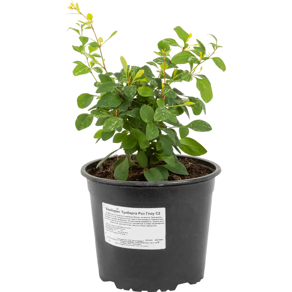 Барбарис Тунберга Роз Глоу от Santreyd - декоративный кустарник с пестрой листвой 82219493 STLM-0956753