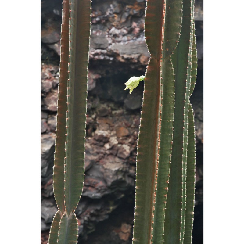 F132A/1245X120 Картина Мома Рамка 1245 Adriani e Rossi 