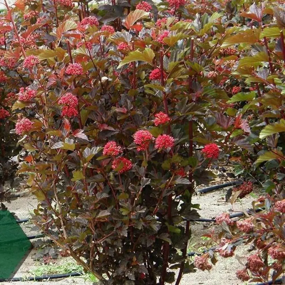 Пузыреплодник калинолистный «Андре» C1.5 PLANTMARKET STLM-2075811