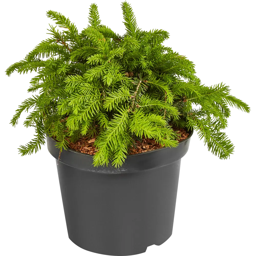 Santreyd Ель Нидиформис - декоративный хвойный кустарник для сада 87718632 STLM-1401933 - Вид №1