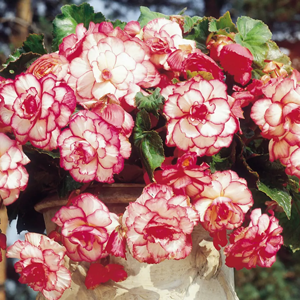 Бегония «marg. White/Red», 4х5 см 13487735 STLM-2171440 GEOLIA 