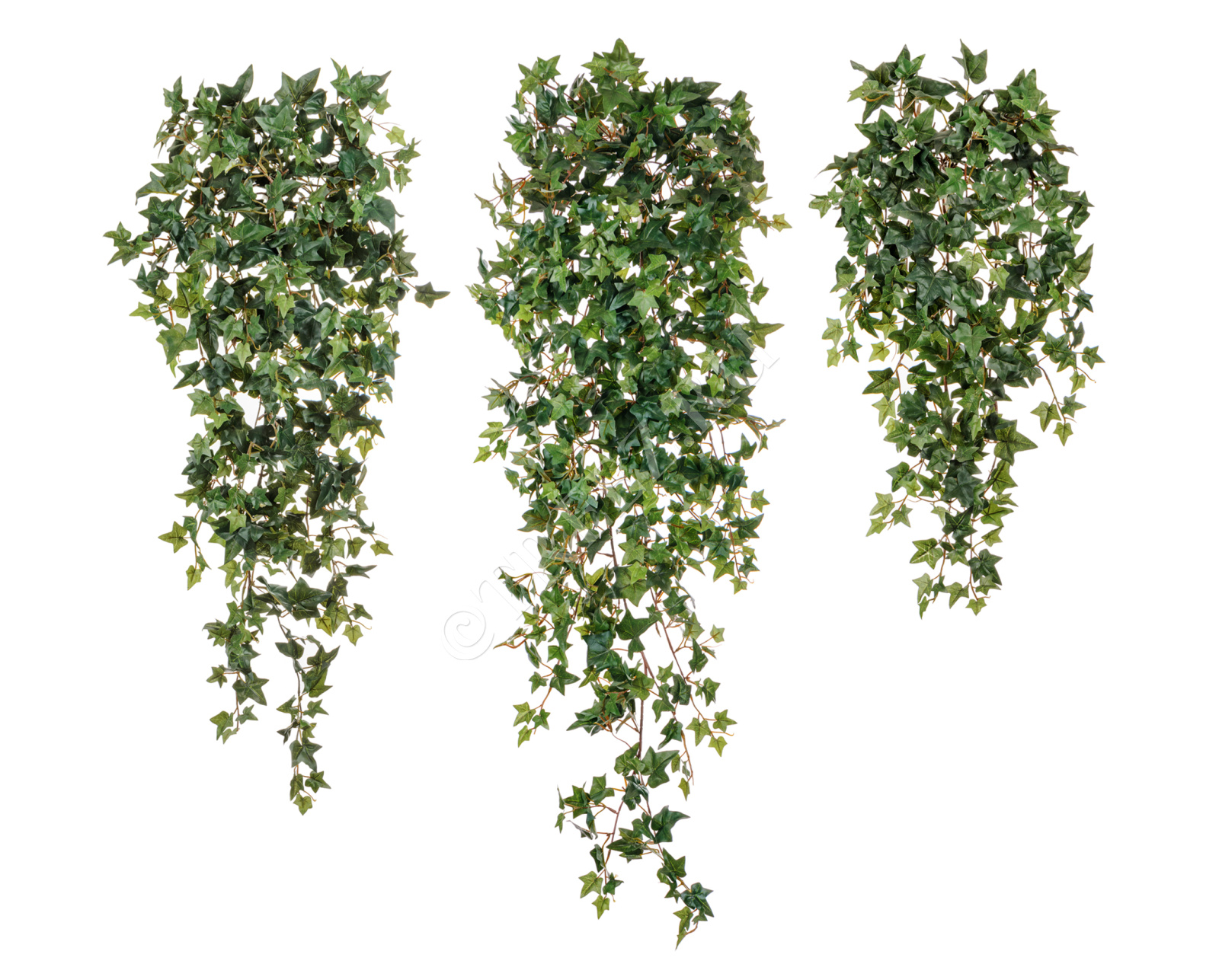 20.1137N Английский плющ Новый Цветочная коллекция 