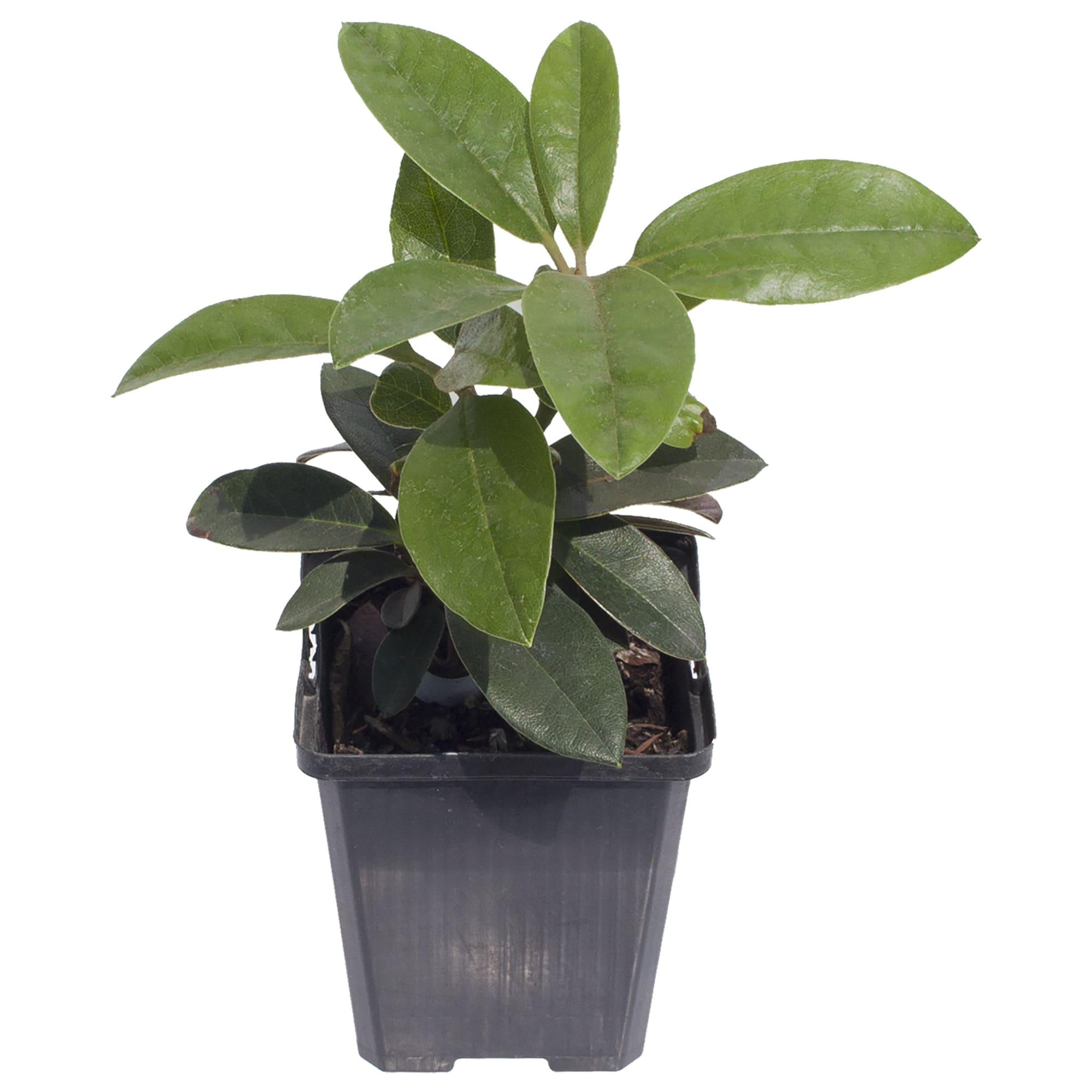 17892236 Рододендрон Оранжина, Р9 Santreyd 