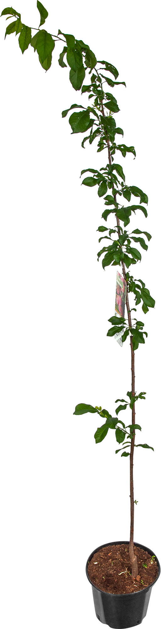 Слива Santreyd - саженец для сочного урожая в вашем саду 17897408 STLM-0008951 - Вид №1