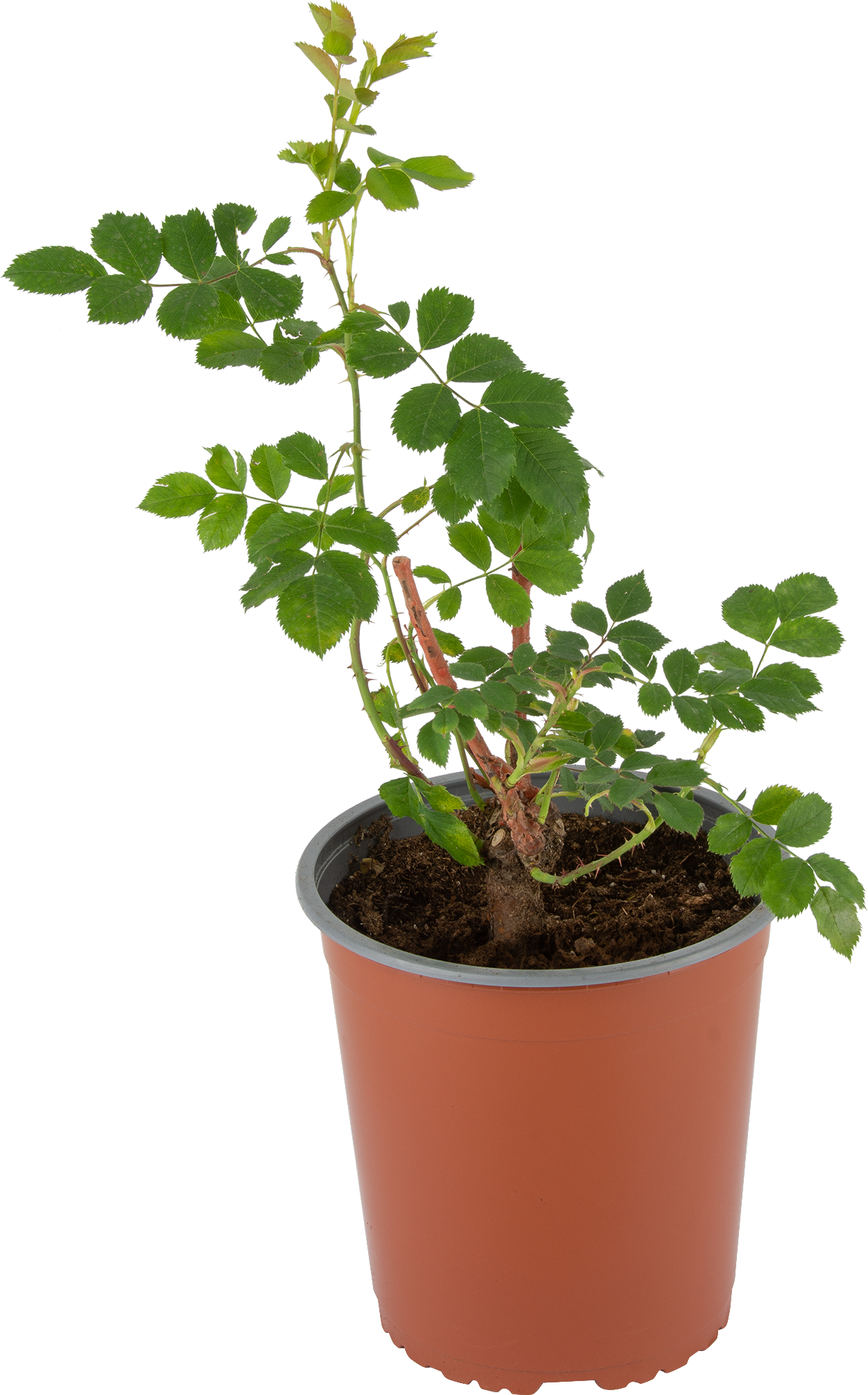 Santreyd Роза парковая Модэн Блаш - нежное цветение в вашем саду 18475207 STLM-0010942 - Вид №1