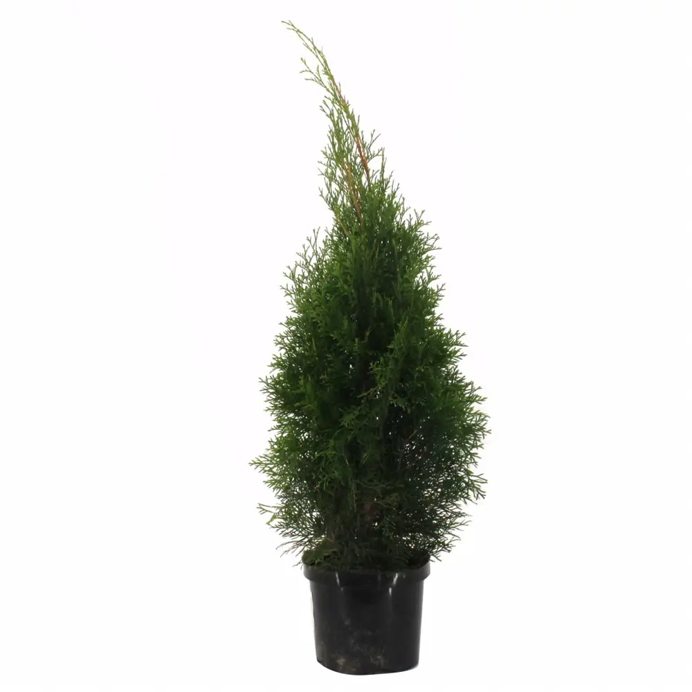 Туя западная «Смарагд» 17x50 см 82622627 STLM-2009686 Santreyd 
